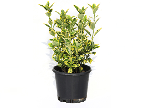 EUONYMUS JAPONİCA GOLD